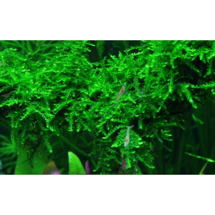 Tropica Weeping moss - In vitro cup