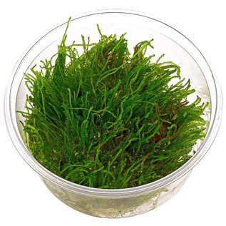 Tropica Weeping moss - In vitro cup