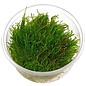 Tropica Weepingmoos - in vitro Cup