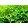 Tropica Christmasmoos in vitro Cup