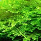 Tropica Christmas moss - In vitro cup