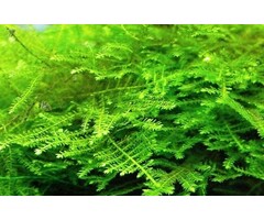 Tropica Christmasmoos in vitro Cup