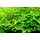 Christmas moss - In vitro cup