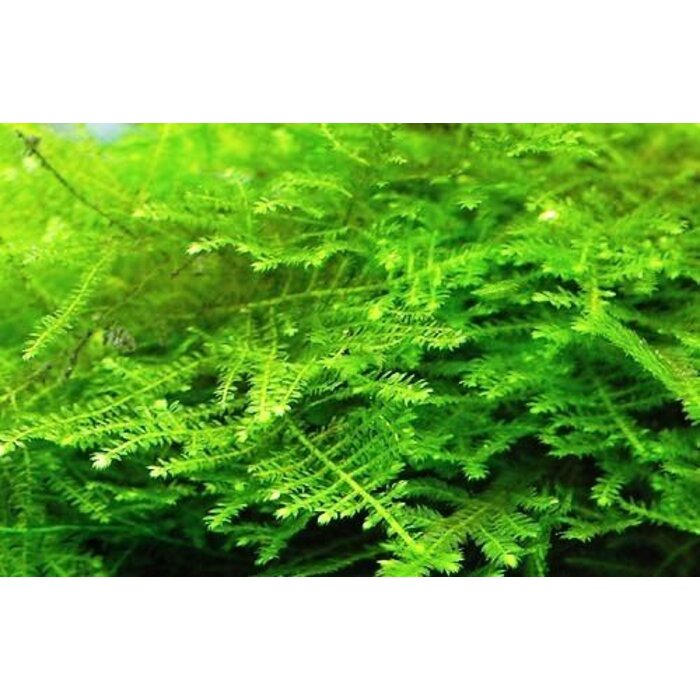 Tropica Christmasmoos in vitro Cup
