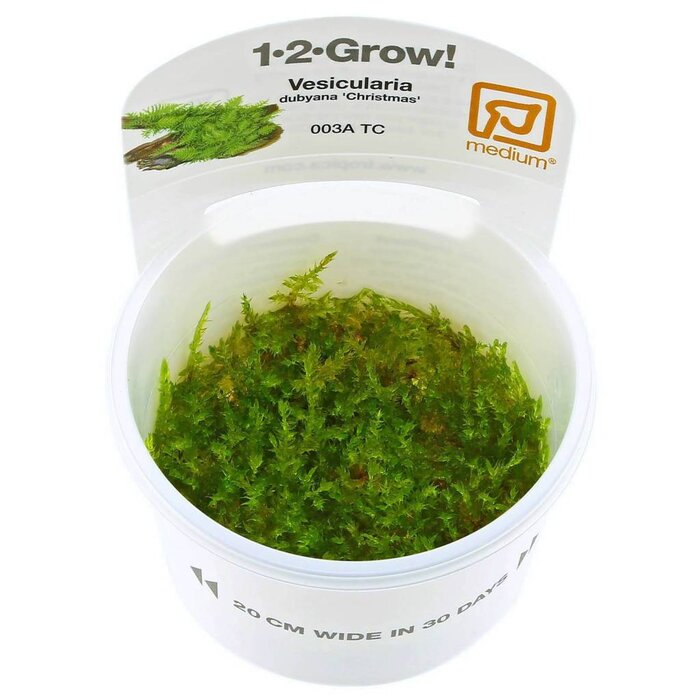 Tropica Christmasmoos in vitro Cup