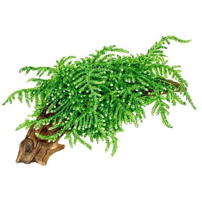 Tropica Christmas moss - In vitro cup