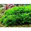 Onlineaquarium spullen Anchor moss in 50 cc cup