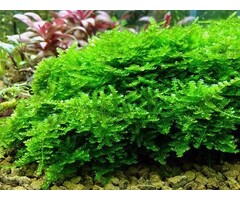 Onlineaquarium spullen Anchor moss in 50 cc cup