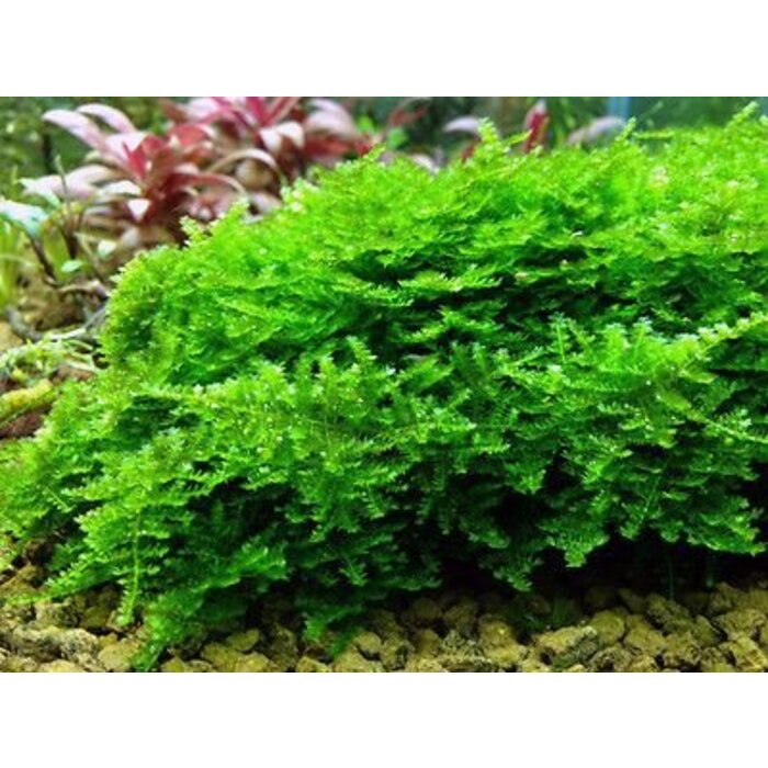 Onlineaquarium spullen Anchor moss in 50 cc cup
