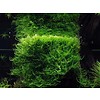 Onlineaquarium spullen Javamos in cup 75 of 150 cc