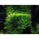 Onlineaquarium spullen Javamoos in Cup 75 oder 150cc