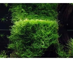 Onlineaquarium spullen Taxiphyllum barbieri