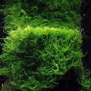 Onlineaquarium spullen Taxiphyllum barbieri