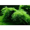 Tropica Christmas moss in cup, 75 of 150 cc
