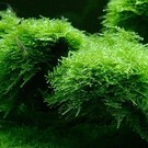 Tropica Christmas moss