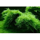 Tropica Christmas moss