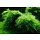 Christmas moss in cup, 75 of 150 cc