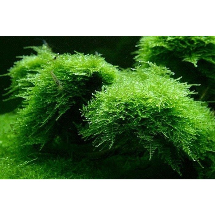 Tropica Christmas moss