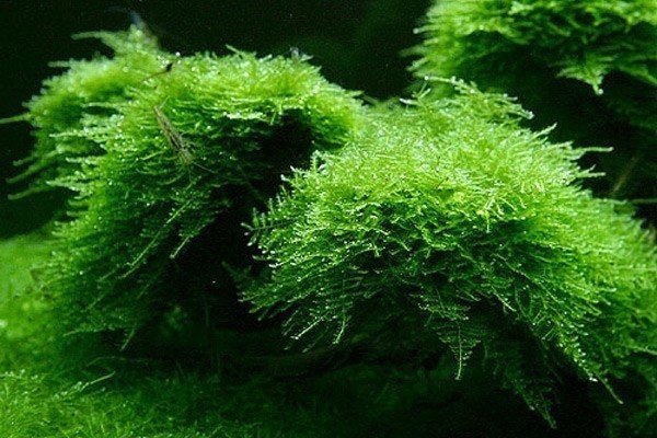 lokaal Wapenstilstand tweedehands Christmas moss in cup, 75 of 150 cc - Onlineaquariumspullen