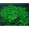 Tropica Spiky moss in cup 75/150cc