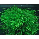 Tropica Spiky moss in cup 75/150cc