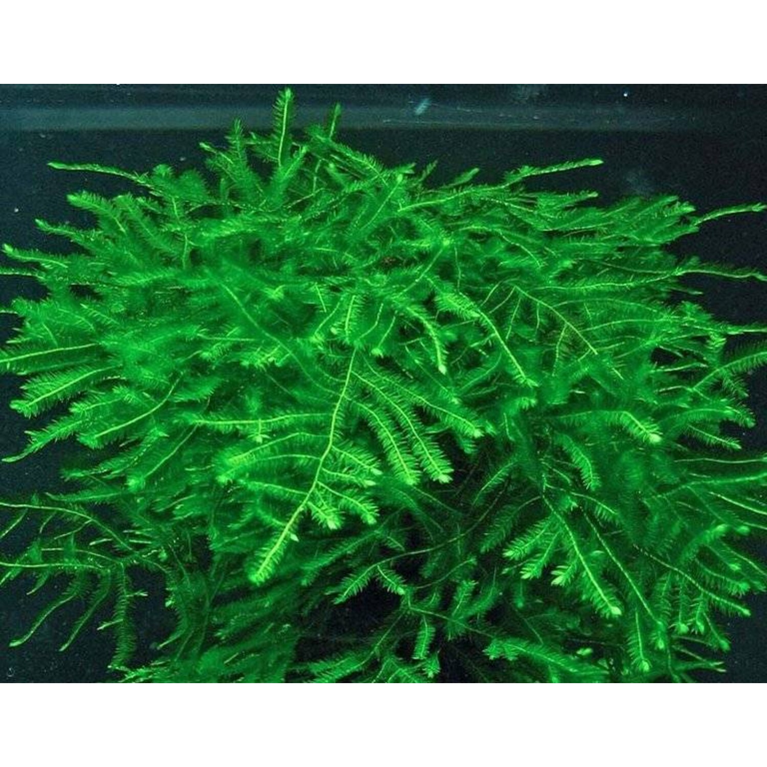 thuja western Thuja plicata 'TPMTF' ~ Everyst Western Cedar  Moon's Tree Farm