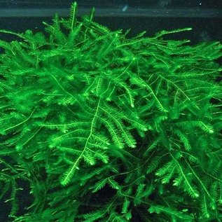 Tropica Spiky moss in cup 75/150cc