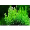 Flame Moos 10 g / 75 cc