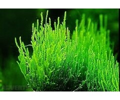 Flame moss 10 grams / 75cc