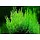 Flame moss 10 grams / 75cc