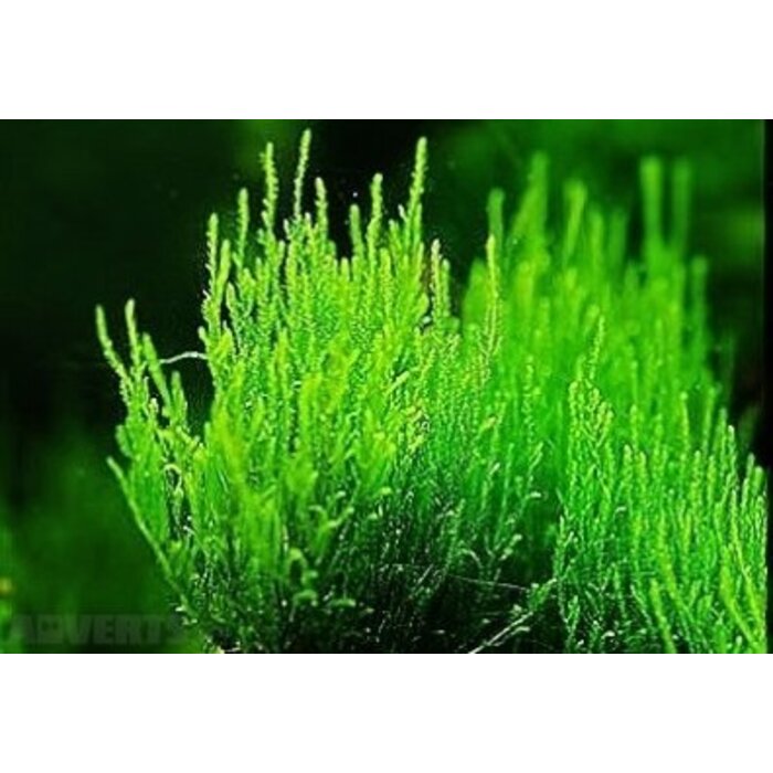 Flame Moos 10 g / 75 cc