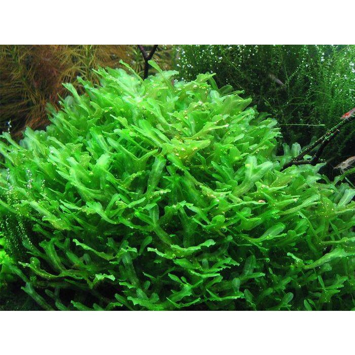 Monosolenium Pelia in 75cc cup