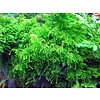 Tropica Weeping moss in 75 of 150 cc cup