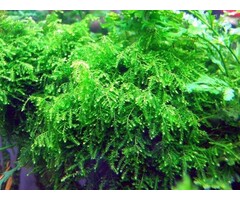 Tropica Weeping moss 20 grams / 150cc