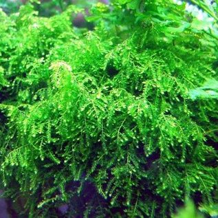 Tropica Weeping moss 20 grams / 150cc