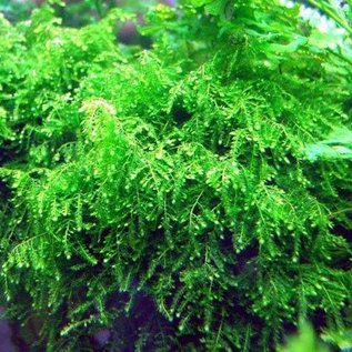 Tropica Weeping moss in 75 of 150 cc cup