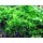 Weeping moss 20 grams / 150cc