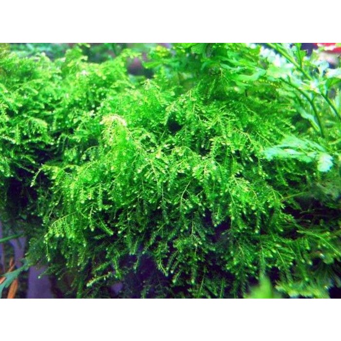 Tropica Weeping Moos 20 g / 150cc