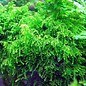 Tropica Weeping Moos 20 g / 150cc