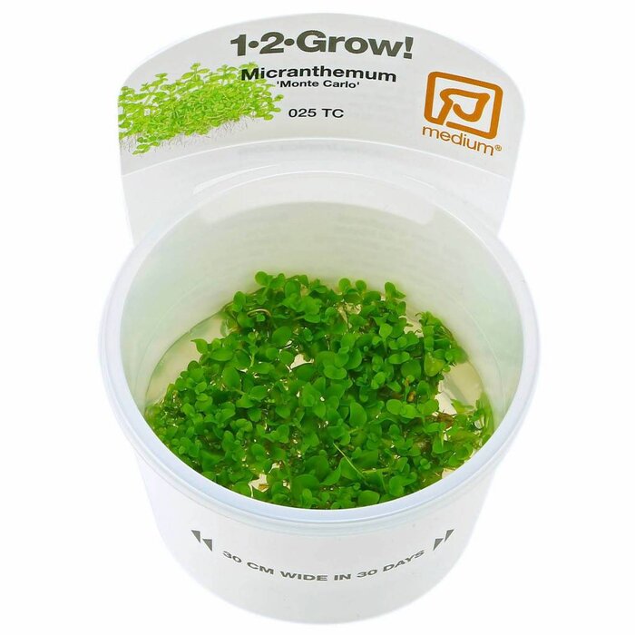 Tropica Micranthemum 'Monte Carlo' - In Vitro Cup