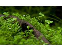 Tropica Micranthemum 'Monte Carlo' - In Vitro Cup