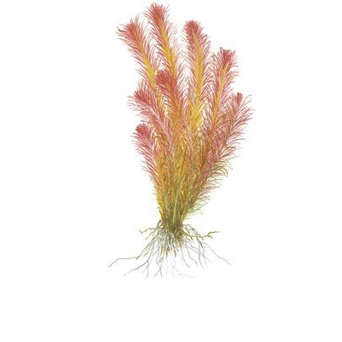 Tropica Rotala wallichii - In Vitro Cup