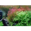 Tropica Rotala wallichii - In Vitro Cup