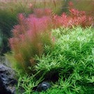 Tropica Rotala wallichii - In Vitro Cup