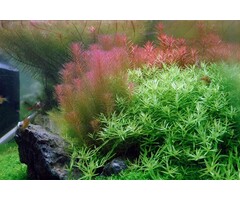 Tropica Rotala wallichii - In Vitro Cup
