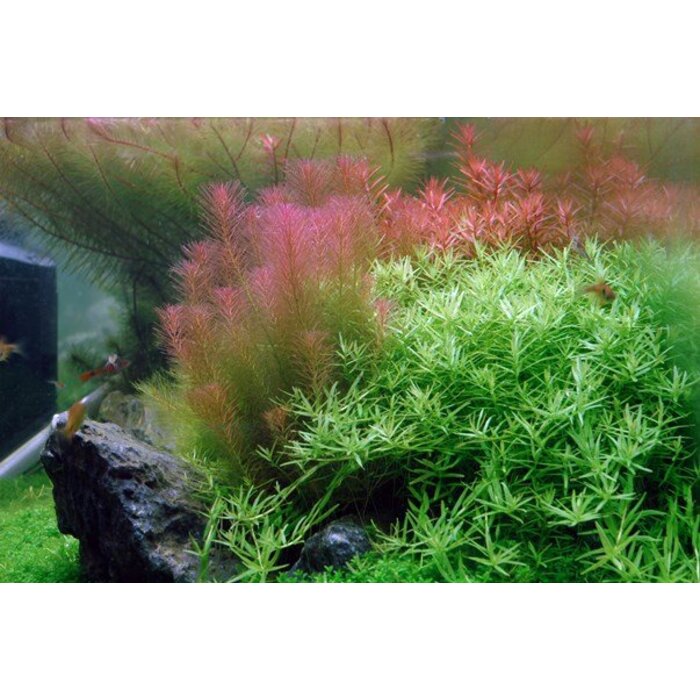 Tropica Rotala wallichii - In Vitro Cup