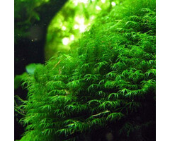 Fissidens fontanus ''Phoenix'' in 25 cc Cup