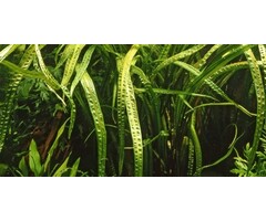 Tropica Cryptocoryne crispatula - In Vitro Cup