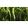 Cryptocoryne crispatula - In Vitro Cup