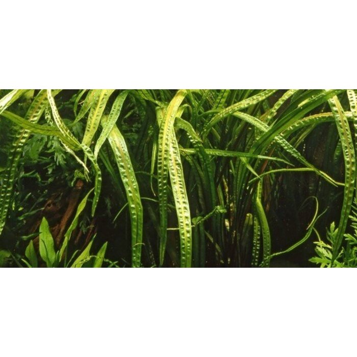 Tropica Cryptocoryne crispatula - In Vitro Cup